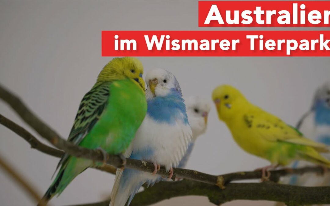 Australische Vögel und Kängurus im Tierpark Wismar