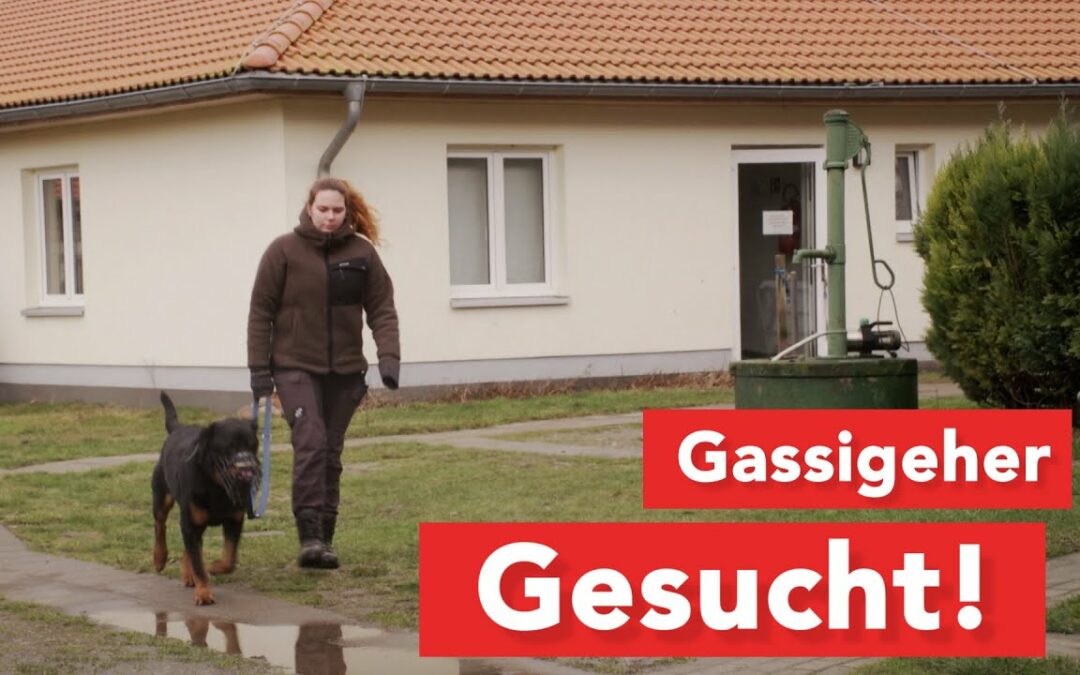 Tierheim Dorf Mecklenburg sucht Gassigeher