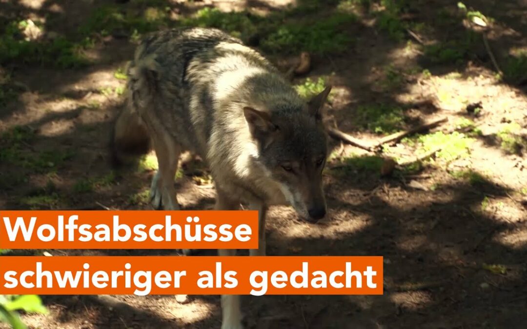 MV’s Landwirtschaftsministerium will Vorschlag der Wolfsabschüsse überarbeiten