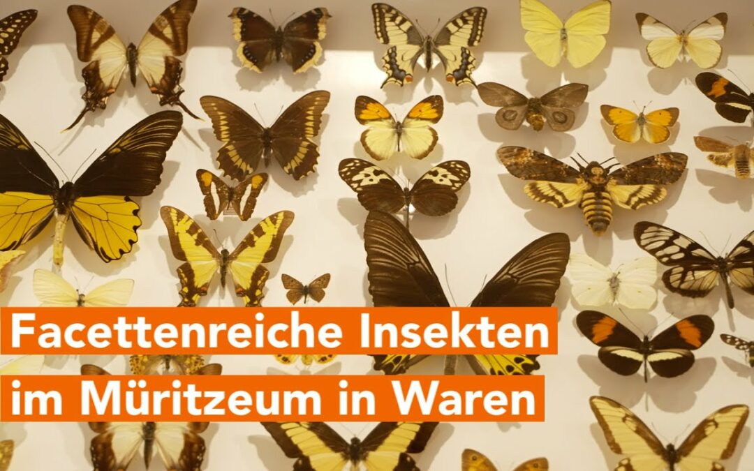 Artenreichste & bedrohte Tierklasse – Facettenreiche Insekten im Müritzeum in Waren.