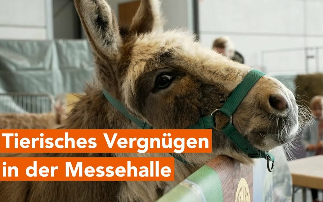 Rassekatzen, Alpakas und mehr: Tierisches Vergnügen in der HanseMesse