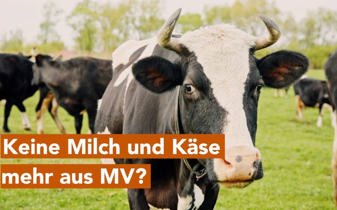 Keine Milch und Käse mehr aus MV? Käserei in Dargun kurz vor Schließung