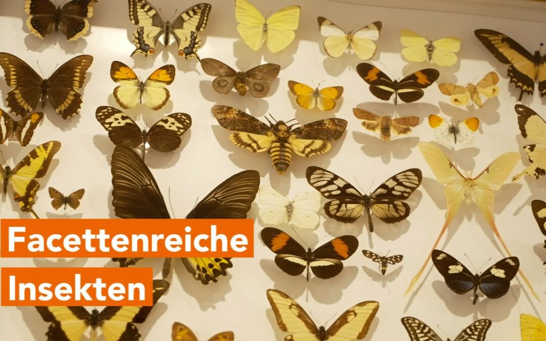 Facettenreiche Insekten: Sonderausstellung im Müritzeum