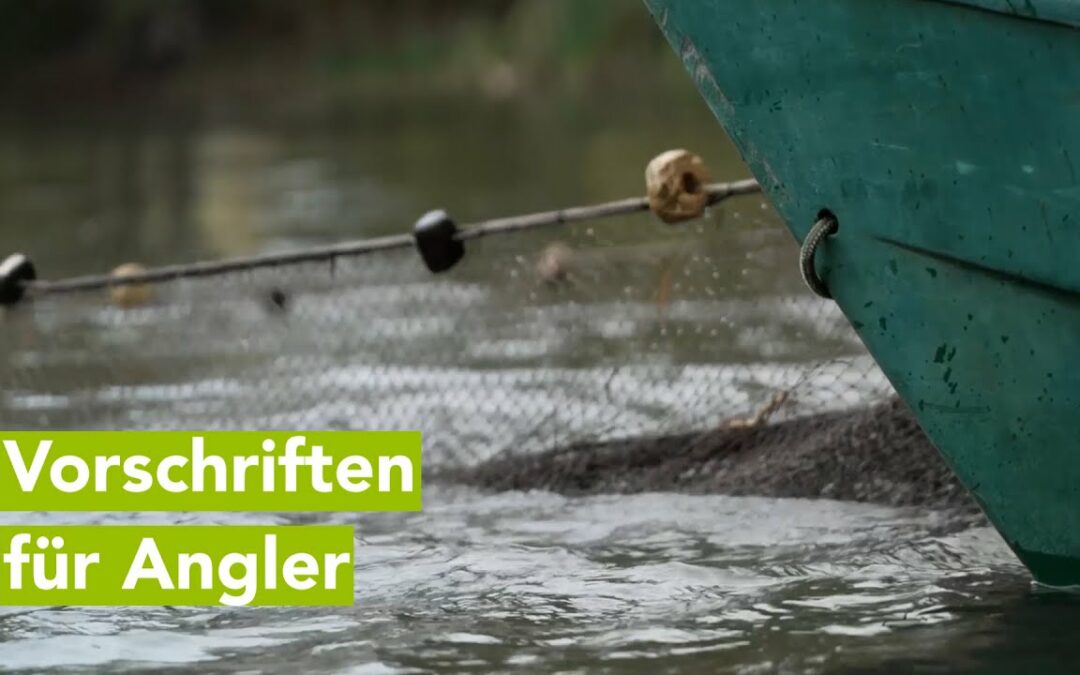 MV Spezial: Mehr Vorschriften für Angler in M-V