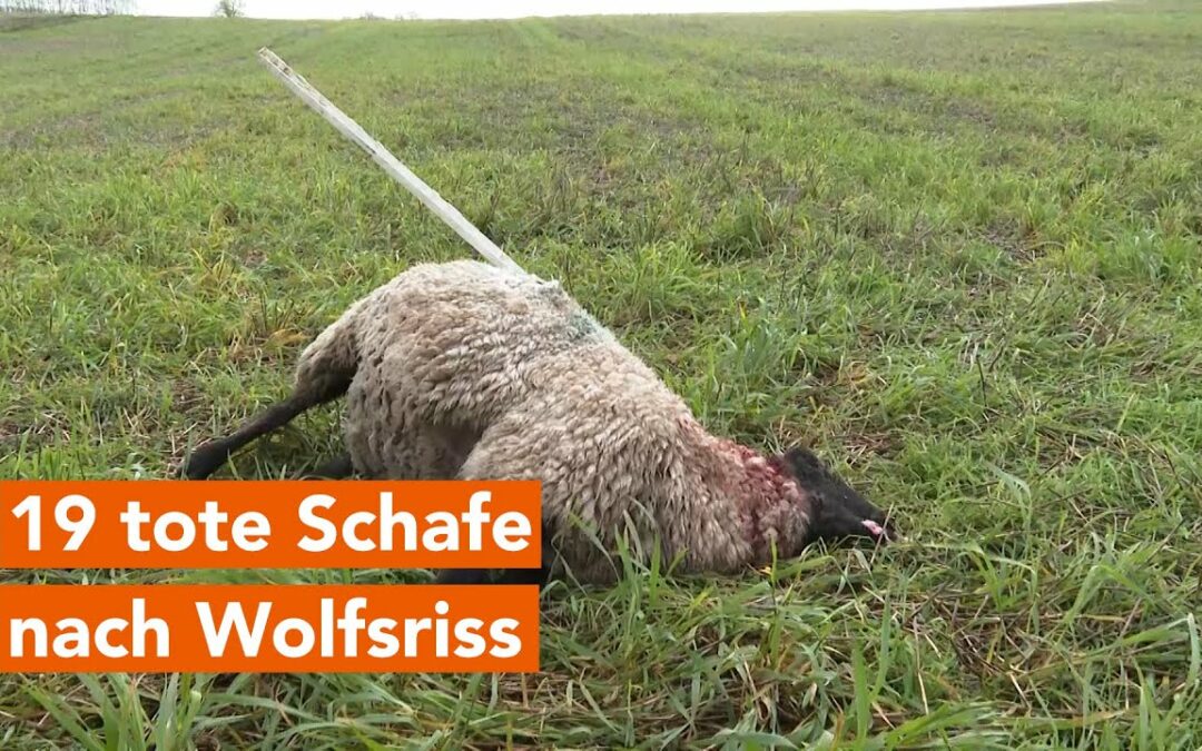 Wolfsriss bei Bad Sülze: 19 Schafe tot