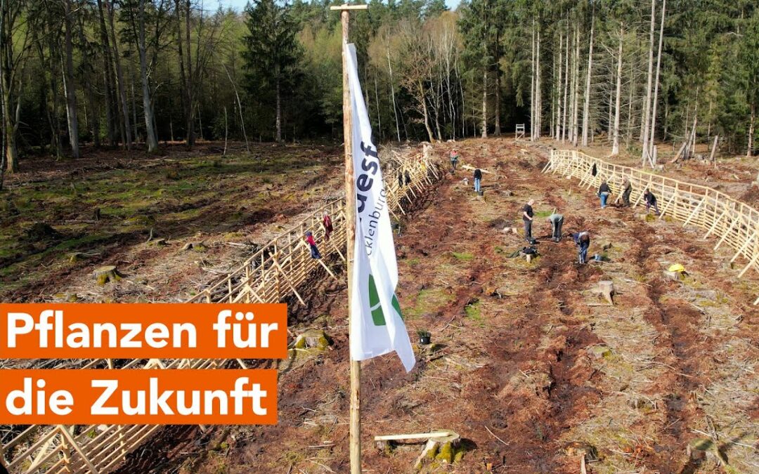 Lotto-Glück für den Wald: Baumpflanzaktion von Lotto MV bei Franzburg