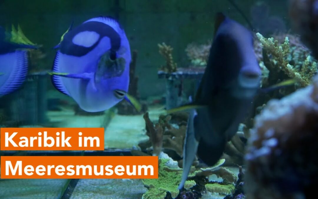 Bald öffnet das umgebaute Meeresmuseum! Lassen Sie sich in die Karibik entführen