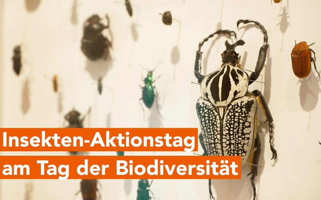 So ästhetisch und vielfältig: Insekten-Aktionstag am Tag der Biodiversität