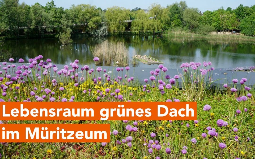 Lebensraum Grünes Dach – Natur hautnah erleben im Müritzeum