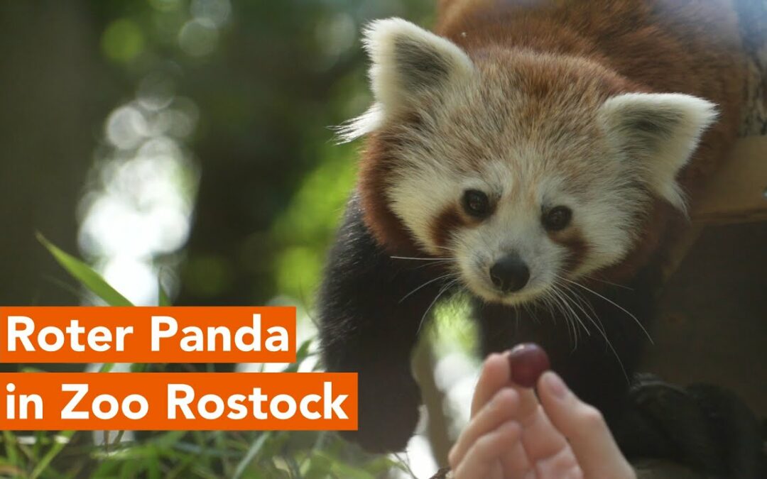 Rote Pandadame im Zoo Rostock angekommen