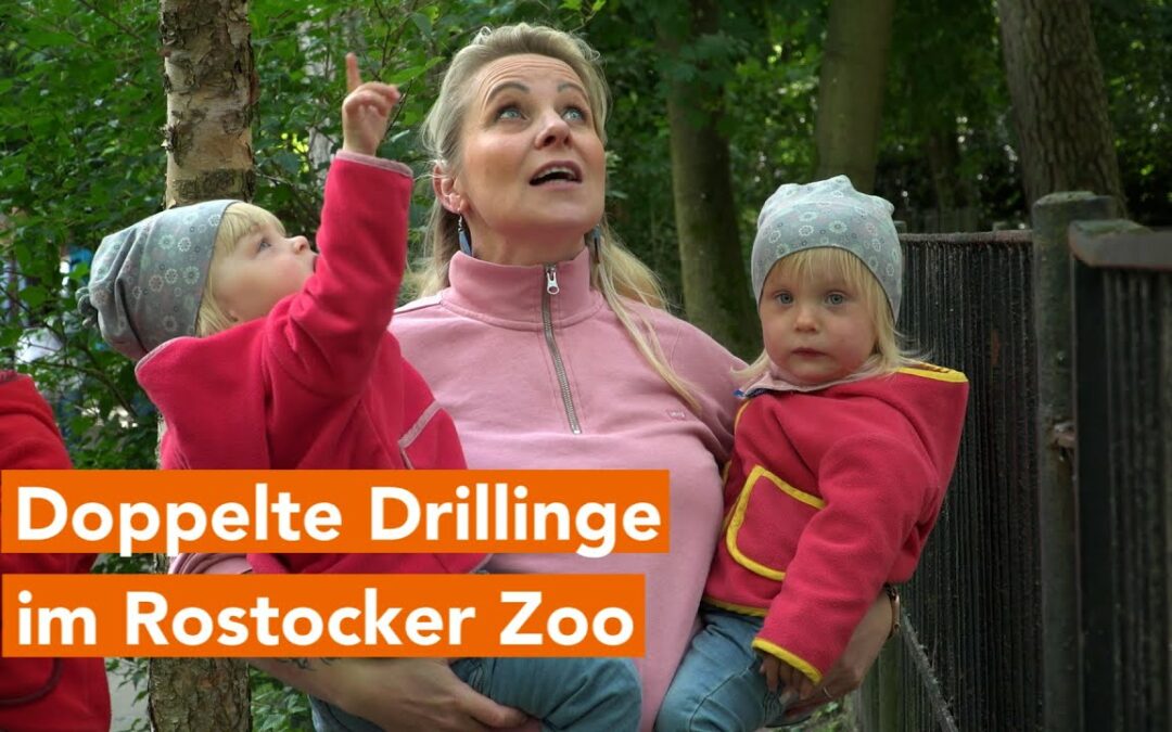 Zwei Drillingsfamilien besuchen Rentiernachwuchs im Rostocker Zoo