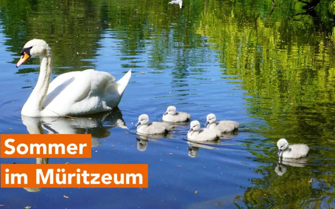 Spannendes zu entdecken im Sommer im Müritzeum in Waren