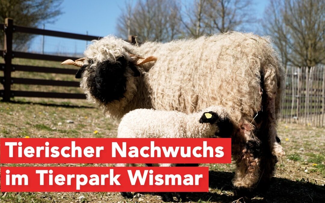 Frühling im Tierpark Wismar: Nachwuchs sorgt für lebendiges Treiben