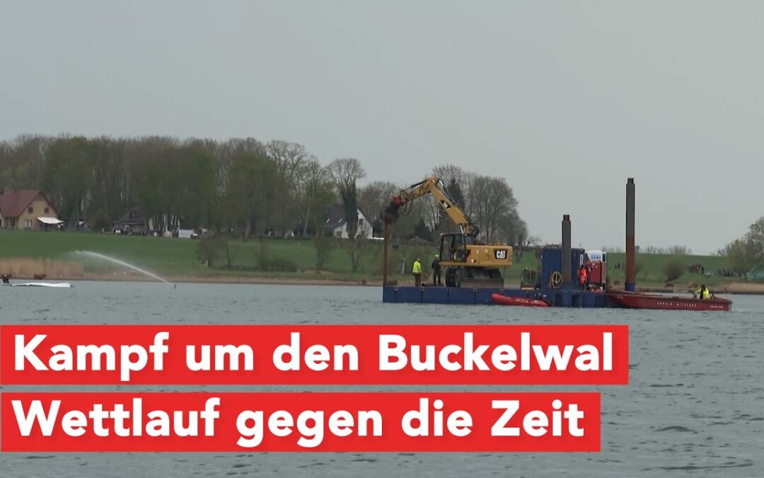Buckelwal vor Poel: Rettung zwischen Hoffnung und Risiko