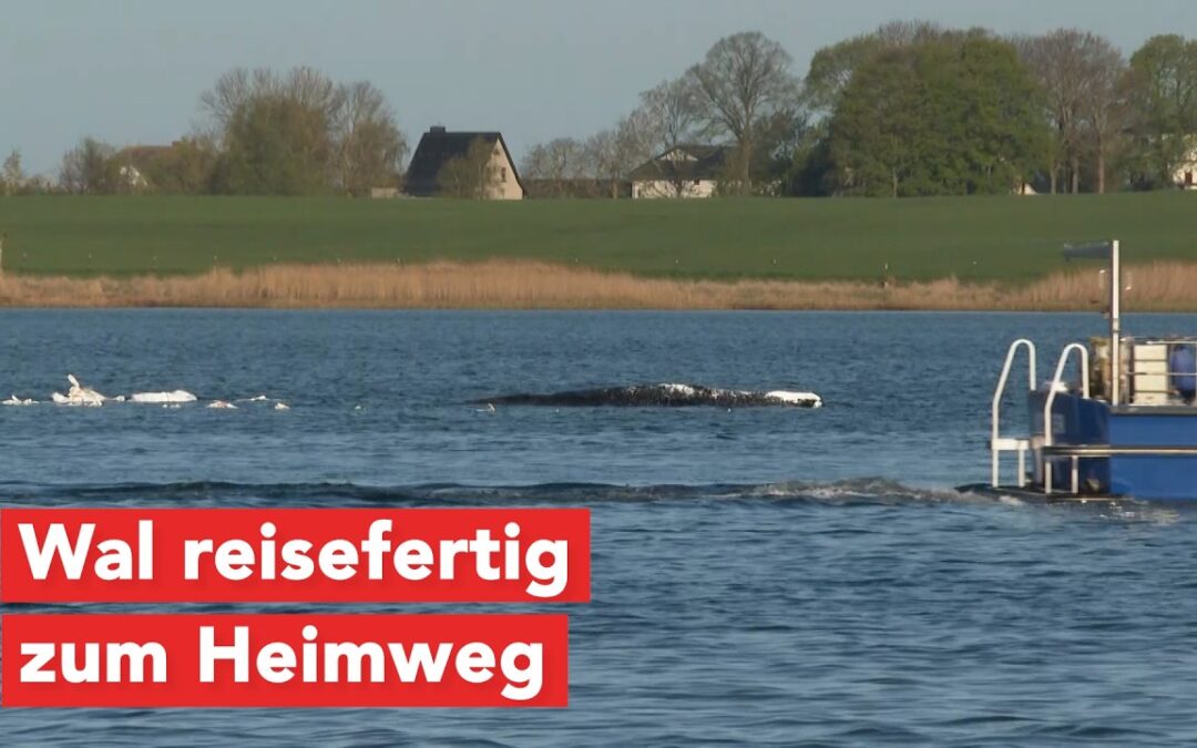 Rettungsversuch vor Poel: Wal reisefertig zum Heimweg in die Nordsee
